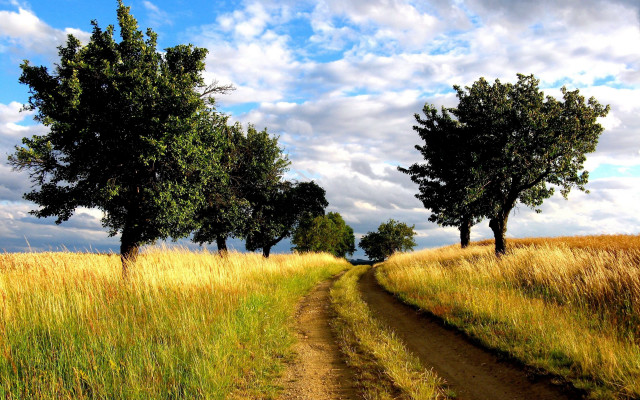 Dirt road field trees sky #2 free wallpaper for desktop - medium preview image