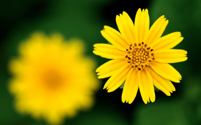 Yellow flower blurry background fireworks free wallpaper for desktop - medium preview image