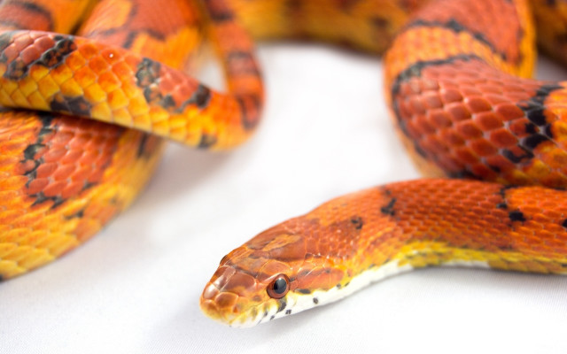 Snake black stripe cobra puzzle free wallpaper for desktop - medium preview image