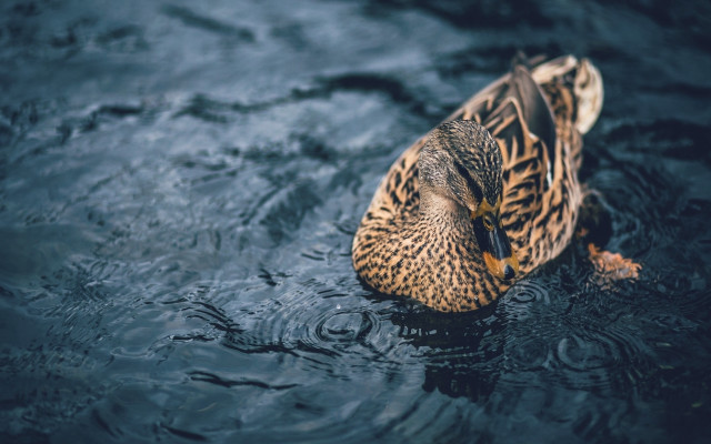 Duck floating water dark ripples free wallpaper for desktop - medium preview image