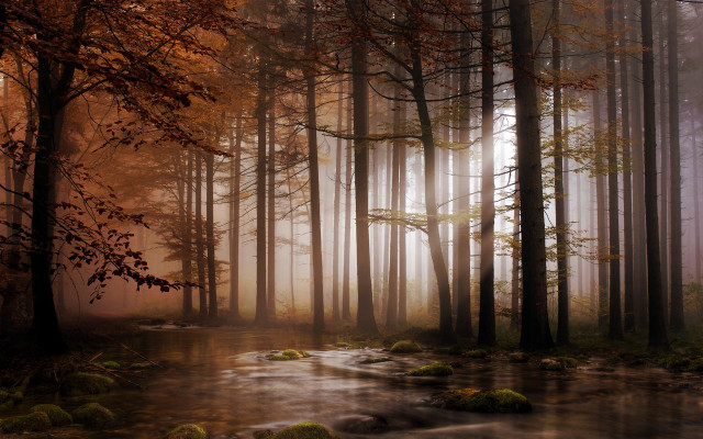 Foggy forest stream autumn bare free wallpaper for desktop - medium preview image