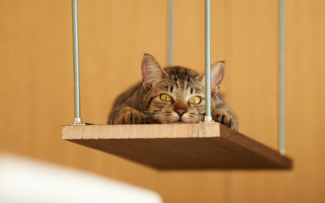 Curious cat wooden shelf beach free wallpaper for desktop - medium preview image