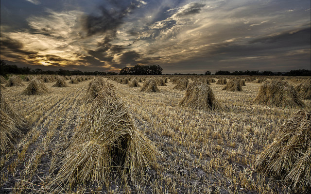 Hayfield cloudy sky bales nature free wallpaper for desktop - medium preview image