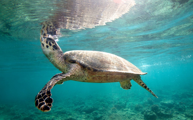 Turtle ocean sunshine underwater nature free wallpaper for desktop - medium preview image