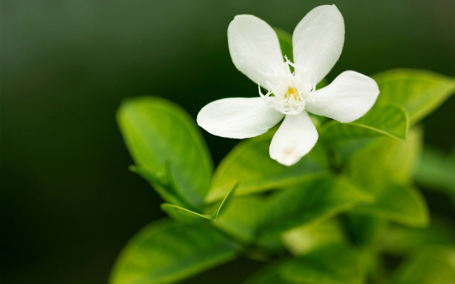 White flower green leaf blurry free wallpaper for desktop - medium preview image