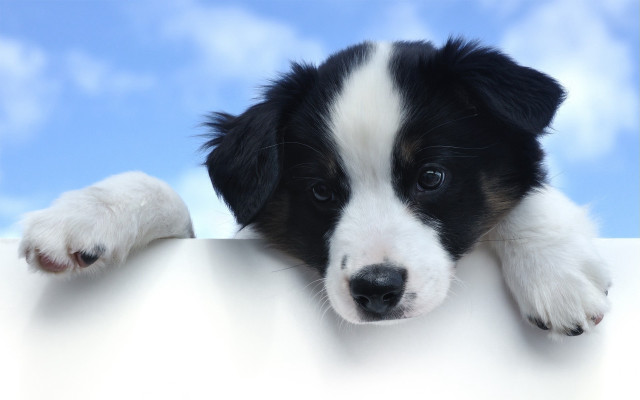 Puppy leaning white sign cute free wallpaper for desktop - medium preview image