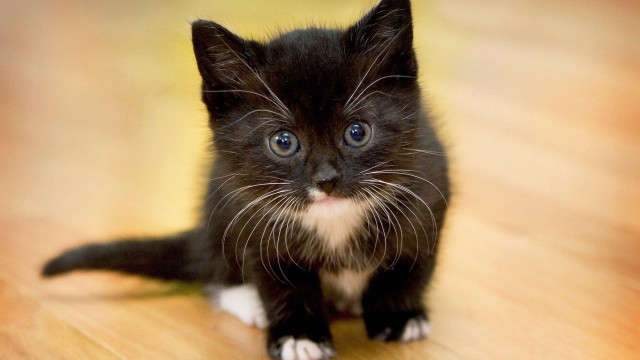 Black kitten blue eyes sad free wallpaper for desktop - medium preview image