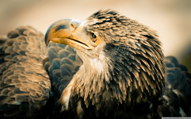 Bird of prey close up free wallpaper for desktop - medium preview image