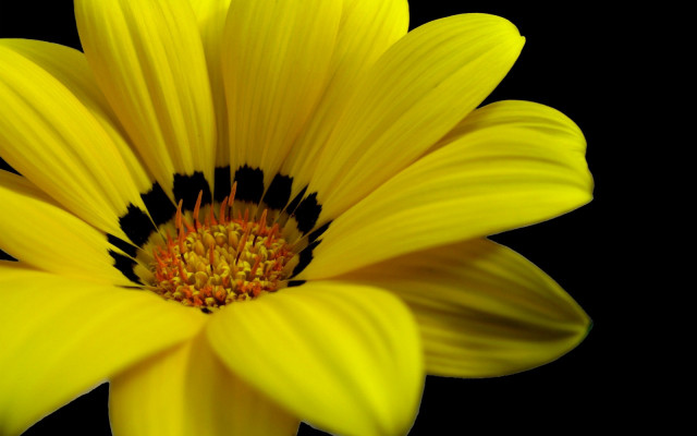 Yellow flower macro closeup shiny free wallpaper for desktop - medium preview image