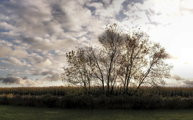 Lone tree cloudy sky panorama free wallpaper for desktop - medium preview image