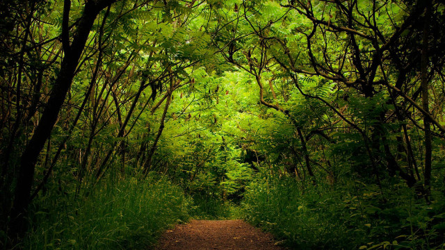 Dirt path forest trees sunlight free wallpaper for desktop - medium preview image