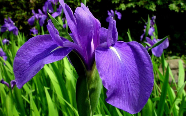 Purple flower field bushes macro free wallpaper for desktop - medium preview image