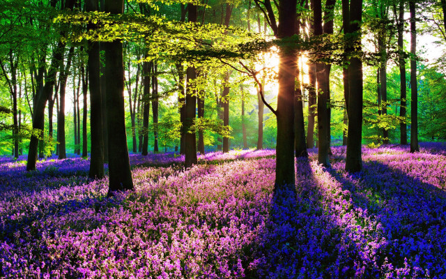 Purple flowers forest sunlight impressionist free wallpaper for desktop - medium preview image