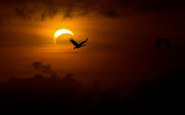 Bird sunset cloudy sky matte free wallpaper for desktop - medium preview image