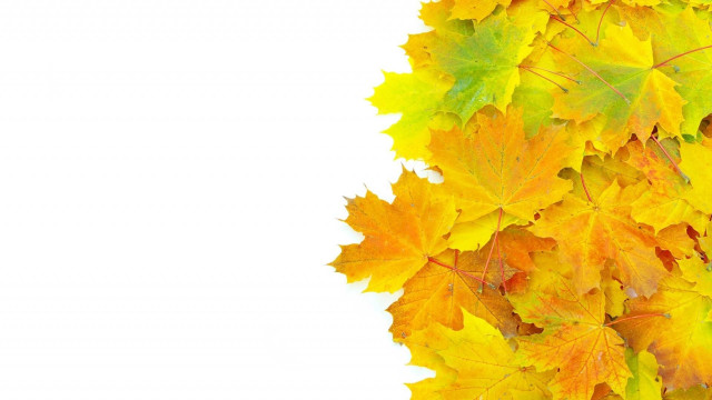 Autumn leaves fire sunset silhouette free wallpaper for desktop - medium preview image