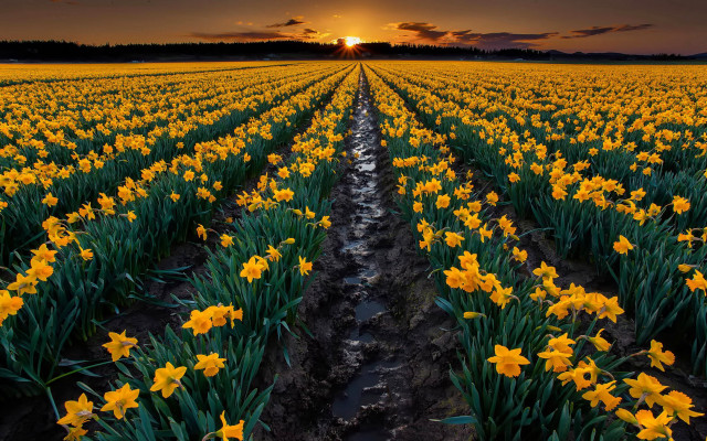 Yellow flower sunset clouds autumn free wallpaper for desktop - medium preview image