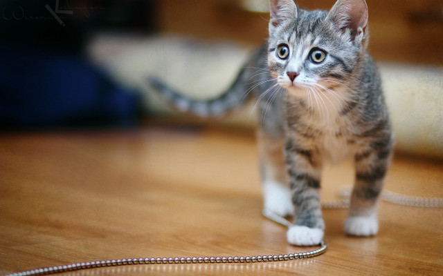 Kitten wooden floor chain blurry free wallpaper for desktop - medium preview image