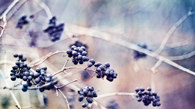 Berries branch day blurry background free wallpaper for desktop - medium preview image