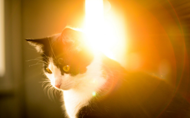 Cat sunlit lens flare rayonism free wallpaper for desktop - medium preview image