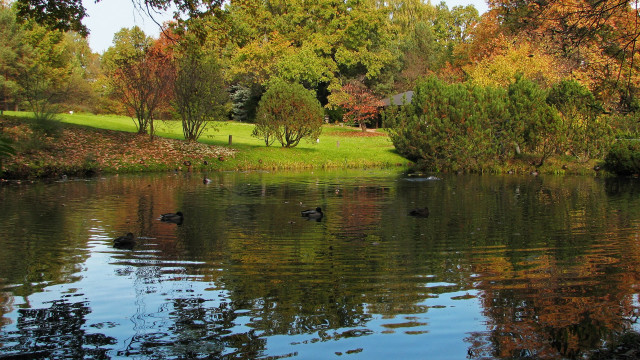 Autumn pond ducks trees grass free wallpaper for desktop - medium preview image