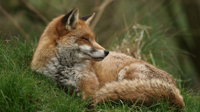 Fox laying grass closed eyes free wallpaper for desktop - medium preview image