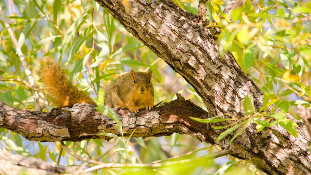 Squirrel branch eating nut nature free wallpaper for desktop - medium preview image