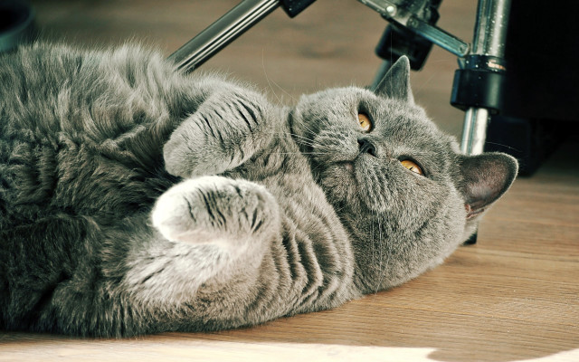 Cat glamor rococo photocopy felix free wallpaper for desktop - medium preview image