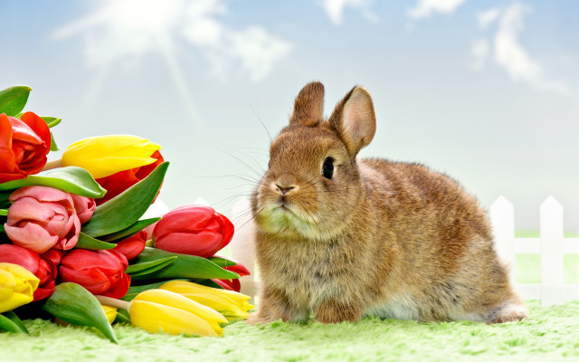 Rabbit flowers green fence furry free wallpaper for desktop - medium preview image