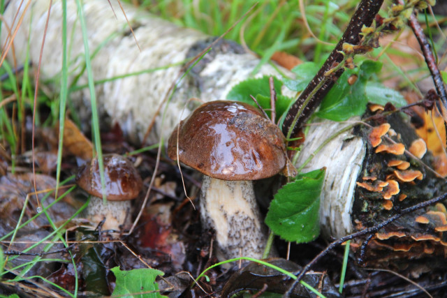 Mushrooms woodland ecological art decay free wallpaper for desktop - medium preview image