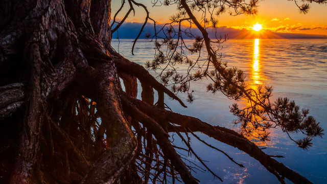 Tree sunset water autumn bush free wallpaper for desktop - medium preview image