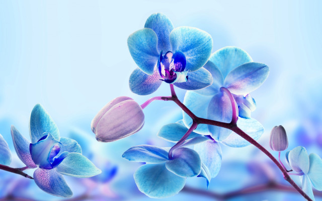 Blue flower purple petals branch free wallpaper for desktop - medium preview image