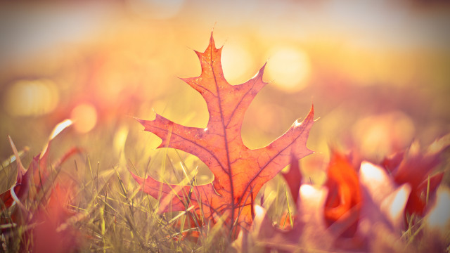 Leaf grass autumn fire wings free wallpaper for desktop - medium preview image