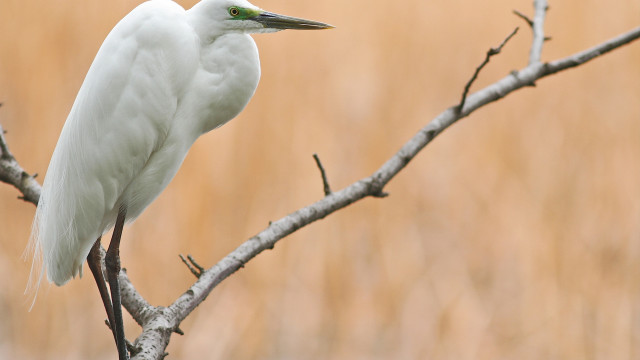 White bird perched branch field free wallpaper for desktop - medium preview image