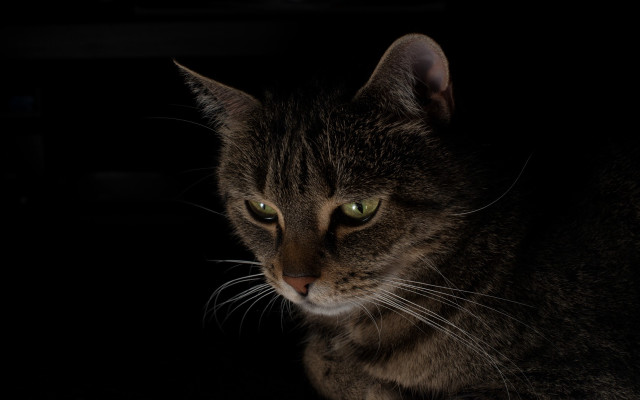 Cat sad green eyes chiaroscuro free wallpaper for desktop - medium preview image