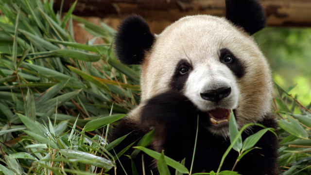 Panda yawning grass bamboo nature free wallpaper for desktop - medium preview image
