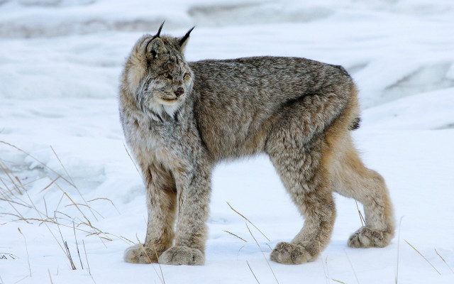 Lynx snowy portrait nature mountain free wallpaper for desktop - medium preview image