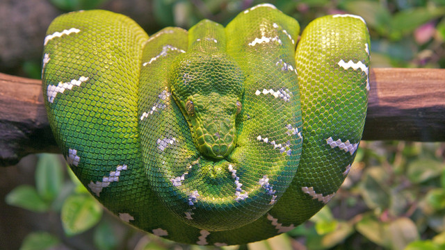 Green snake curled branch blurry free wallpaper for desktop - medium preview image
