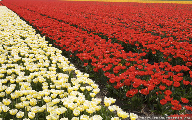 Field flowers red yellow line free wallpaper for desktop - medium preview image
