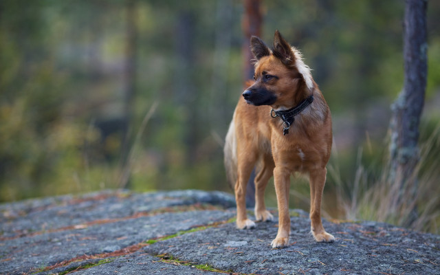 Shiba inu bronze sculpture woods free wallpaper for desktop - medium preview image