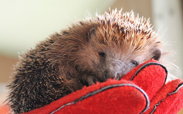 Hedgehog red glove sad photography free wallpaper for desktop - medium preview image