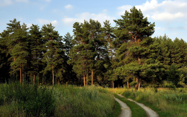 Dirt road forest trees path free wallpaper for desktop - medium preview image