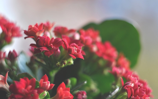 Red flower bokeh shallow depth #2 free wallpaper for desktop - medium preview image
