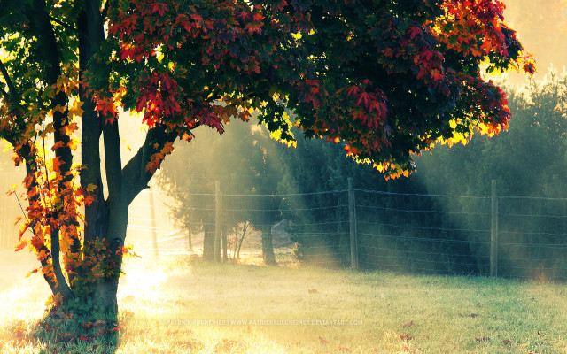 Autumn tree fence horse sunset free wallpaper for desktop - medium preview image