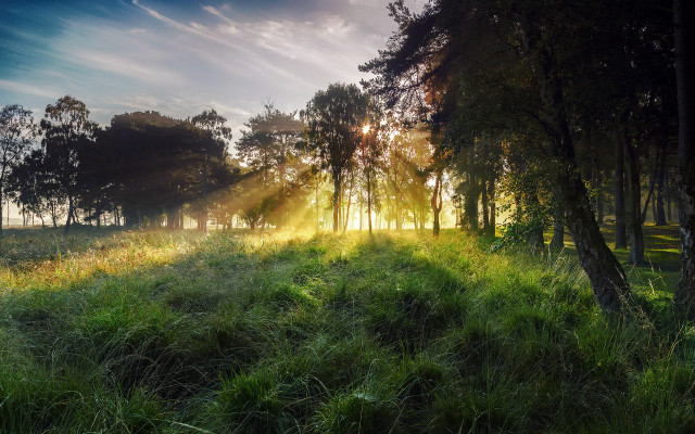 Sunlit field trees grass lake free wallpaper for desktop - medium preview image