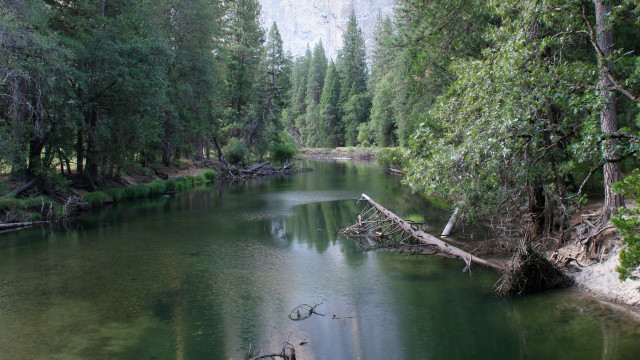 River trees forest fallen tree free wallpaper for desktop - medium preview image