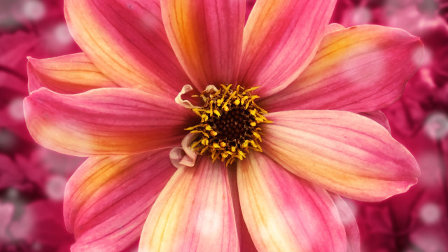 Pink flower yellow center blurry #3 free wallpaper for desktop - medium preview image