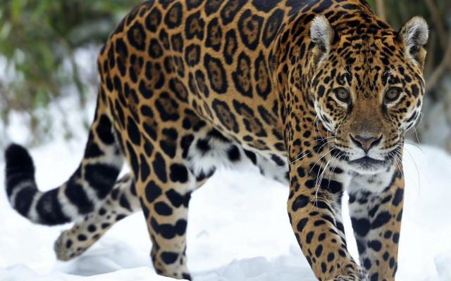 Leopard snowy field trees bushes free wallpaper for desktop - medium preview image