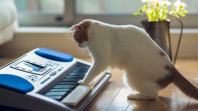 Cat playing music keyboard flower free wallpaper for desktop - medium preview image