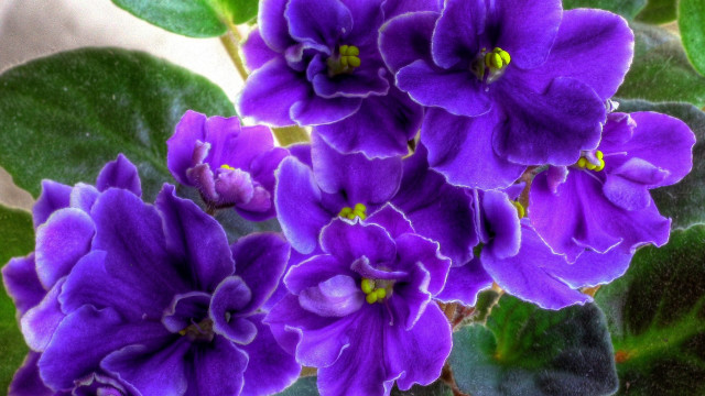 Purple flower green leaves macro free wallpaper for desktop - medium preview image