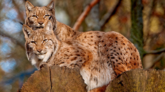 Lynx trees stump woods animal free wallpaper for desktop - medium preview image